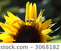 sunflower sunflower 3068182