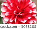 flower flower 3068188