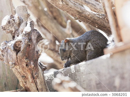 Taiwan squirrel Taiwan squirrel 3068201