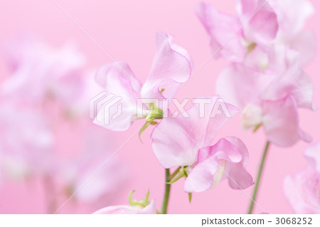 香豌豆花 3068252