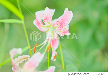 japanese lily, lilium speciosum, lily 3068375