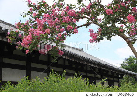 crape myrtle, lagerstroemia indica, nara city 3068466