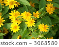 melampodium. o, bloom, blossom 3068580