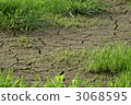 cracks in the ground, fallow field, weed 3068595