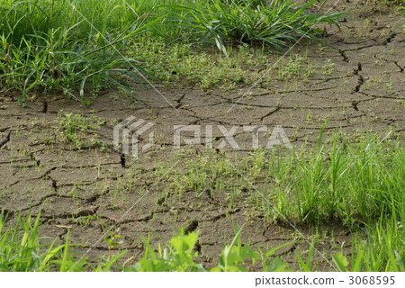 cracks in the ground, fallow field, weed 3068595