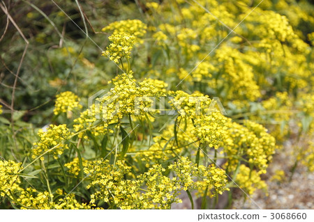 patrinia, patrinia scabiosifolium, patrinium 3068660