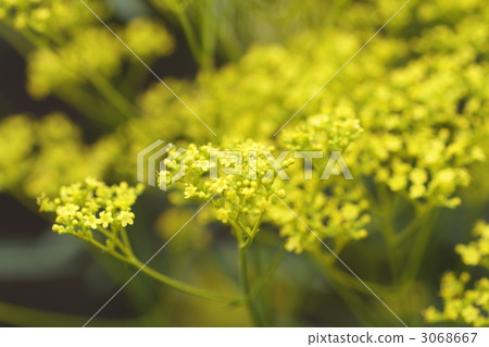 黃花龍芽草黃敗女郎花 照片素材 圖片 圖庫