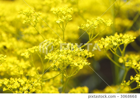 patrinia, patrinia scabiosifolium, patrinium 3068668