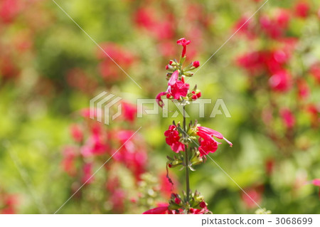 salvia shake faro philadelphia, salvia genus, lamiaceae 3068699