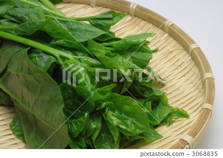 藤Murasaki水平位置 3068835