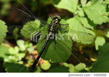 Yamasanae♀ 3069006