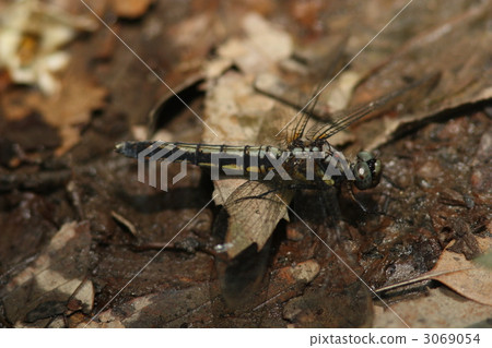 Shiyatombo 3069054