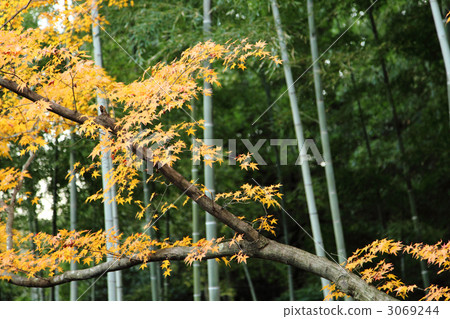 Autumn leaves of Kyoto Jonkoji temple Autumn leaves of Kyoto Jonkoji temple 3069244