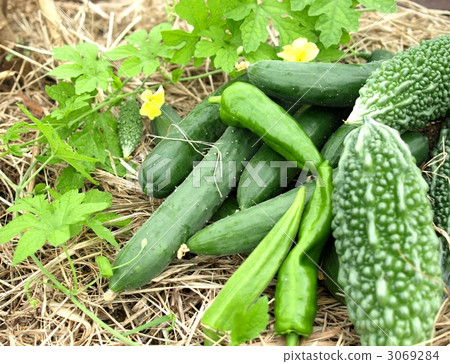 來自田野、菜園、田野的夏季蔬菜 來自田野、菜園、田野的夏季蔬菜 3069284