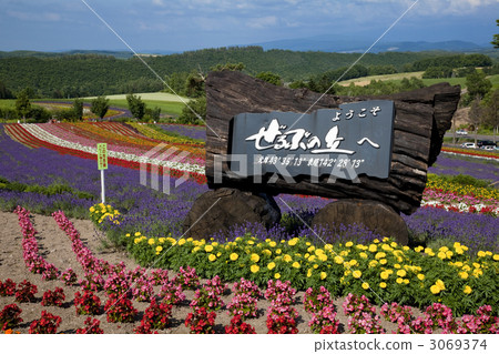 Biei no lily hill 3069374