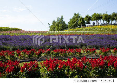 Biei no lily hill 3069391