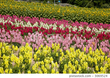 The four seasons Aya no Hill in Biei 3069524