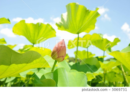 Hida lotus's bud 3069731