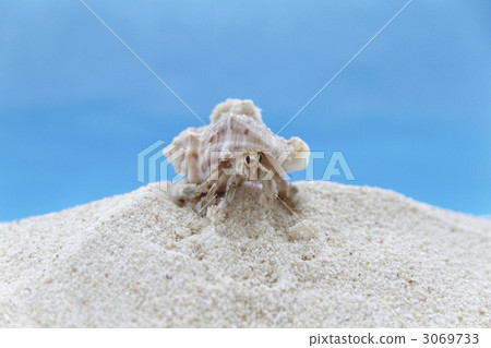 hermit crab hermit crab 3069733