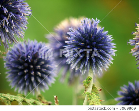 Ruthi球薊 3069909