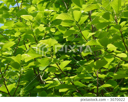 Refreshing green leaves 3070022