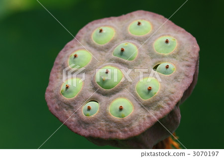 Lotus Fruit 3070197