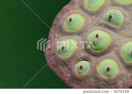 Lotus Fruit Lotus Fruit 3070199