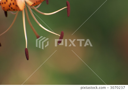 Oni lily 3070237