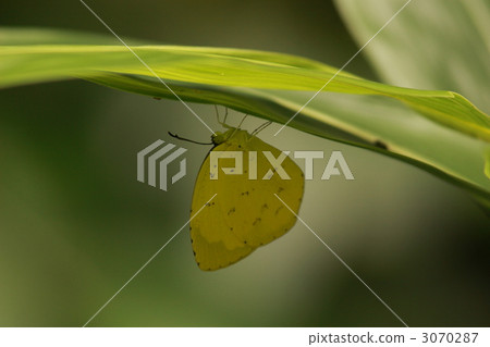 Northern Spotted Butterfly 3070287
