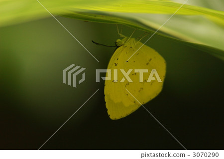 Northern Spotted Butterfly 3070290