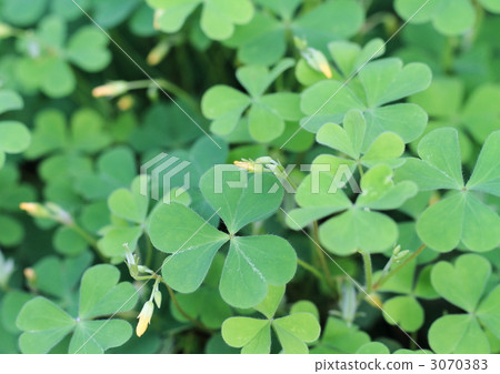 一個心形的三葉豎琴 3070383