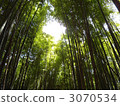  竹林 3070534