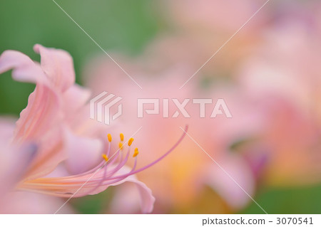 belladonna lily, jersey lily, lycoris squamigera 3070541