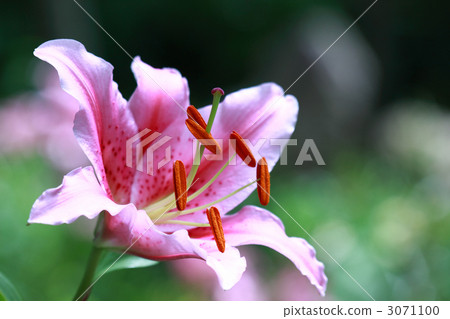 在Yuri no Sato 在Yuri no Sato 3071100