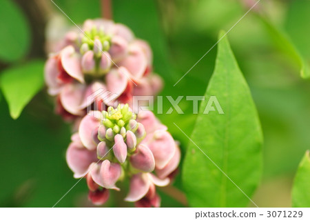 Apios花 3071229