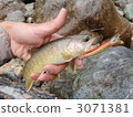 char, charr, lure fishing 3071381