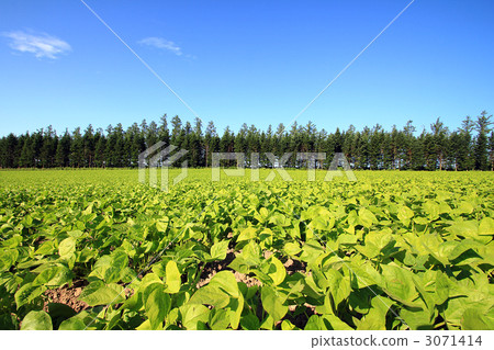 豆田和防風林 3071414