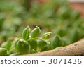 green necklace, succulent, succulent plant 3071436