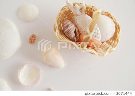 貝殼採摘圖像 貝殼採摘圖像 3071444