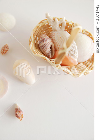 貝殼採摘圖像 貝殼採摘圖像 3071445