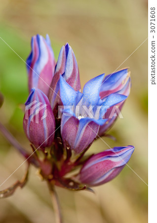 Gentian Gentian 3071608