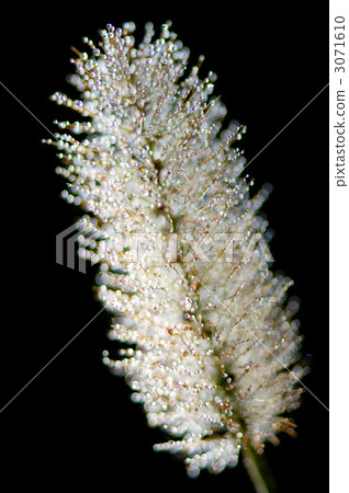 Dew Dew 3071610