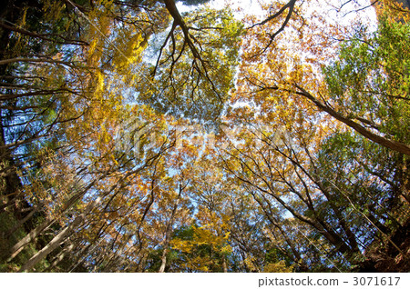 Autumn leaves of a forest Autumn leaves of a forest 3071617