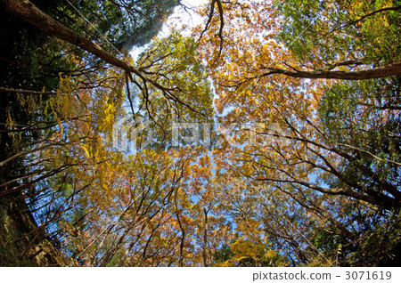 Autumn leaves of a forest Autumn leaves of a forest 3071619