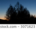 晨光和落葉松 3071623