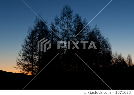 Morning glow and larch Morning glow and larch 3071623