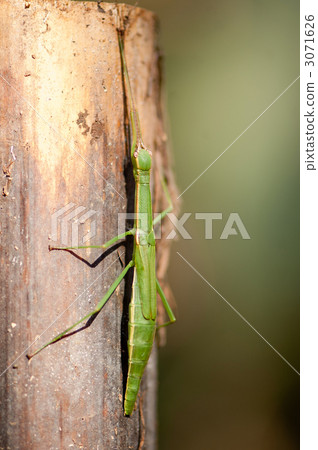 日本黑色甲蟲 3071626