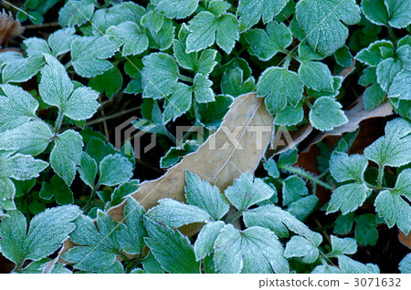 Frosted leaves 3071632