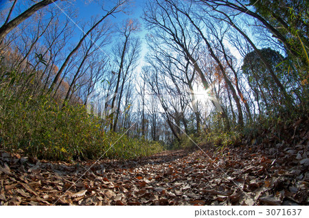 冬季森林 冬季森林 3071637