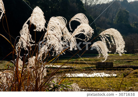 日本雪鬆的耳朵 日本雪鬆的耳朵 3071638